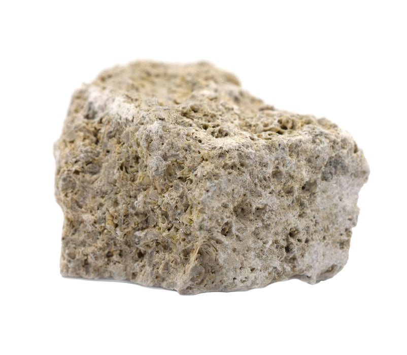 12PK Raw Fossiliferous Limestone, Sedimentary Rock Specimens, ± 1" Each