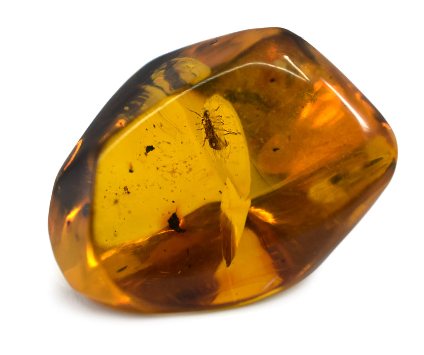 Amber Preserved Insect, 4-8g - Genuine Insect Specimen, 100% Authentic Chiapas Mexico Amber