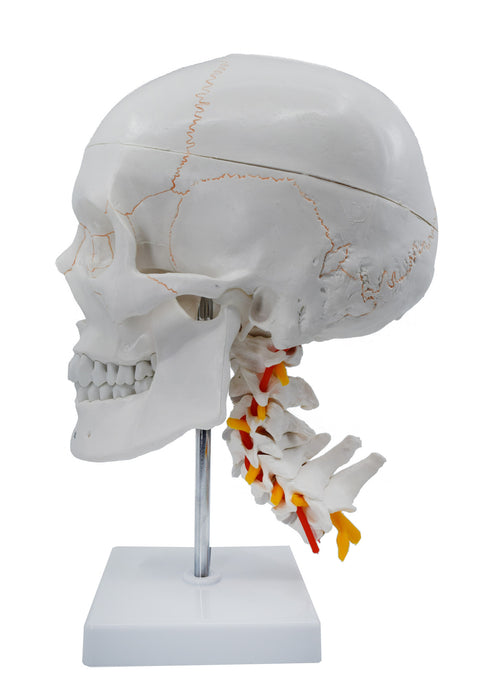 Numbered Skull Model, with 3D Brain