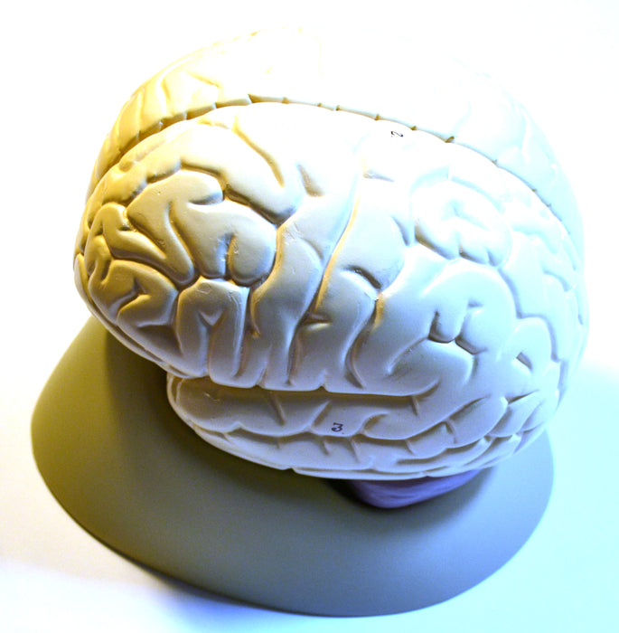 Detailed Human Brain Model; 2 Parts, 6.5"x6.5"