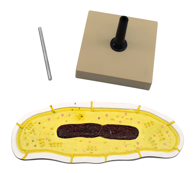 bacteria cell model disassembled