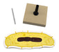 bacteria cell model disassembled
