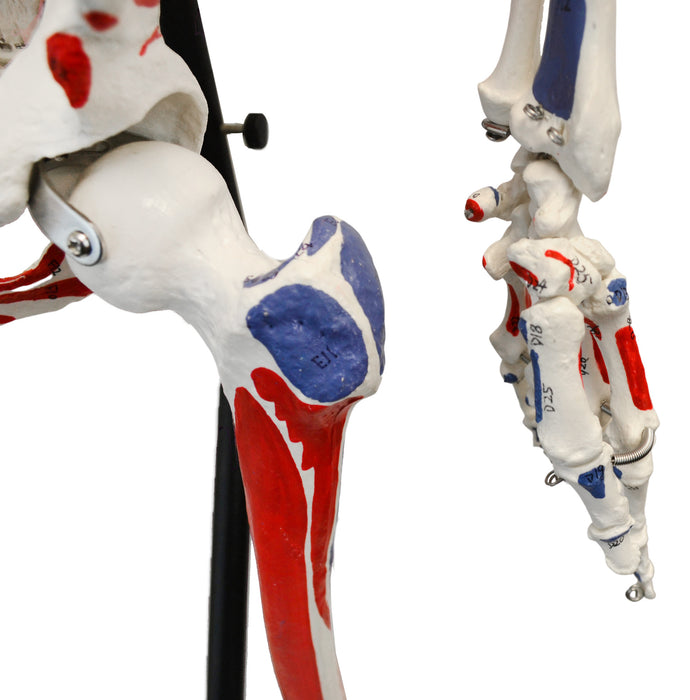 Human Muscular Skeleton Model - Left Side Painted Muscle Origins & Insertions - Hanging Stand with Rolling Base