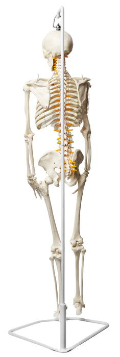 Human Skeleton Model, Half Size - With Nerve Endings - Hanging Mount