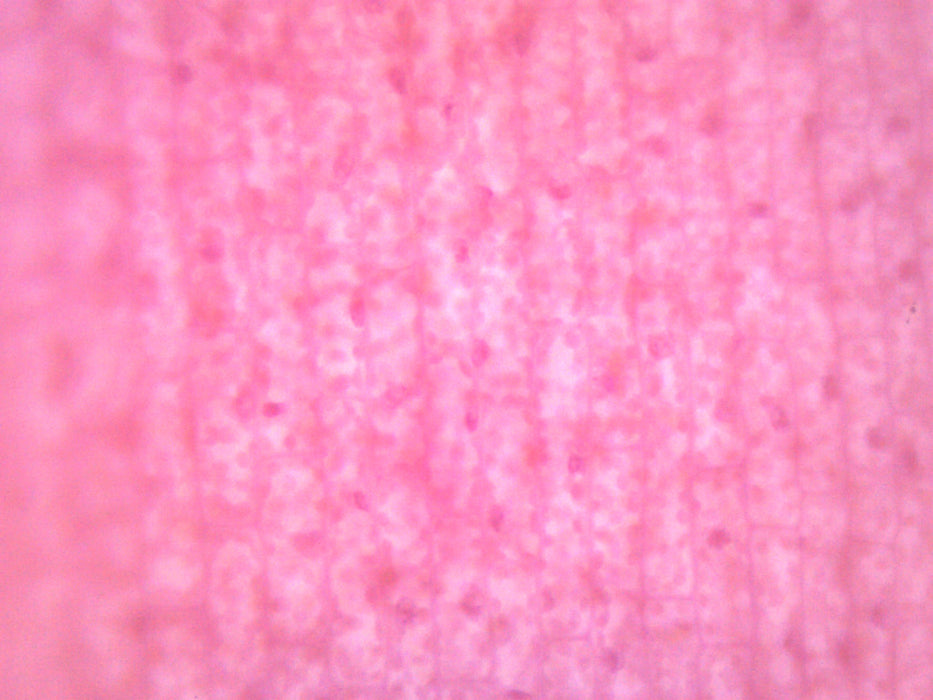 Submerged Leaf of Elodea - Prepared Microscope Slide