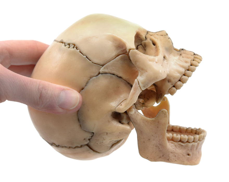 Didactic Miniature Skull Model - Natural Color, 1/2 Size - Magnetic Pieces