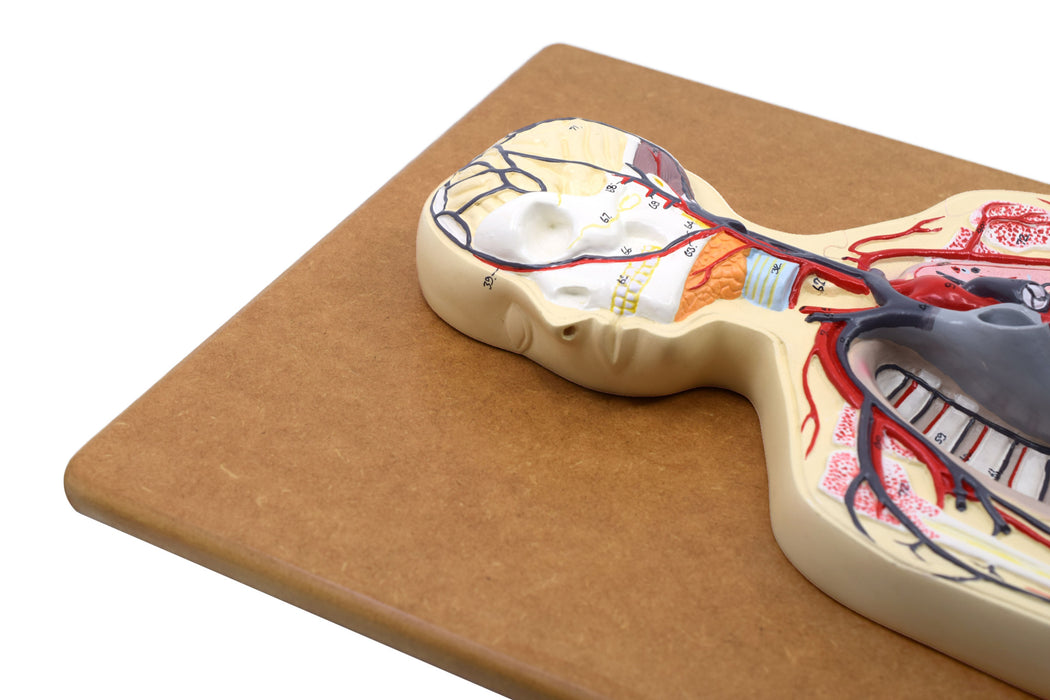 Human Circulatory System Model - Mounted on 32" x 12" Base