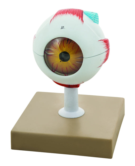human eye model 3X