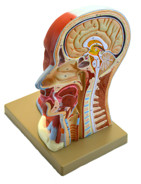 Eisco Labs Human Head Anatomical Model, Median Section, Life Size, Approx 12" Height