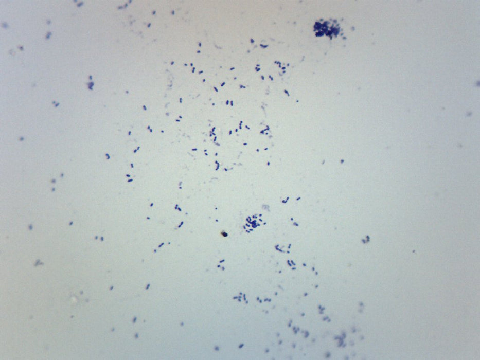 Streptococcus pneumoniae - Gram Pos. - Prepared Microscope Slide