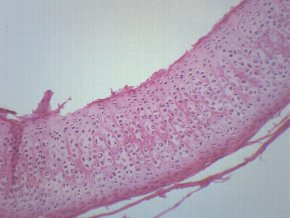 Hyaline Cartilage - Prepared Microscope Slide