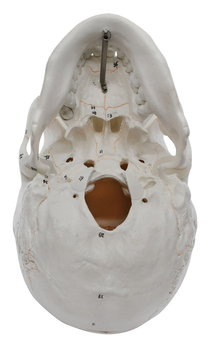 Human Adult Skull Anatomical Model, 3 Part - Numbered with Key Card