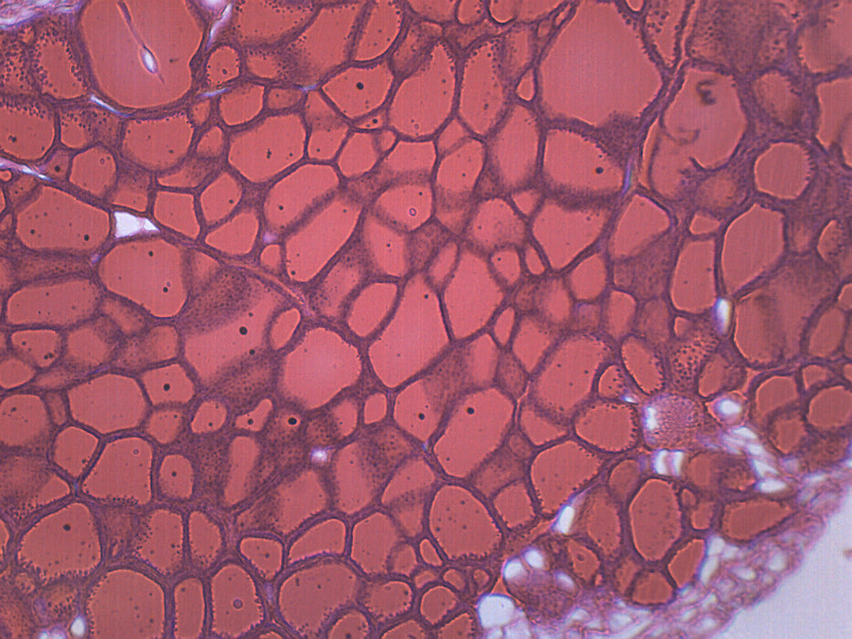 Thyroid Gland - Prepared Microscope Slide