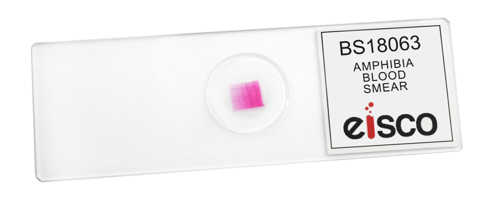 Amphiuma Blood Smear - Wholemount - Prepared Microscope Slide