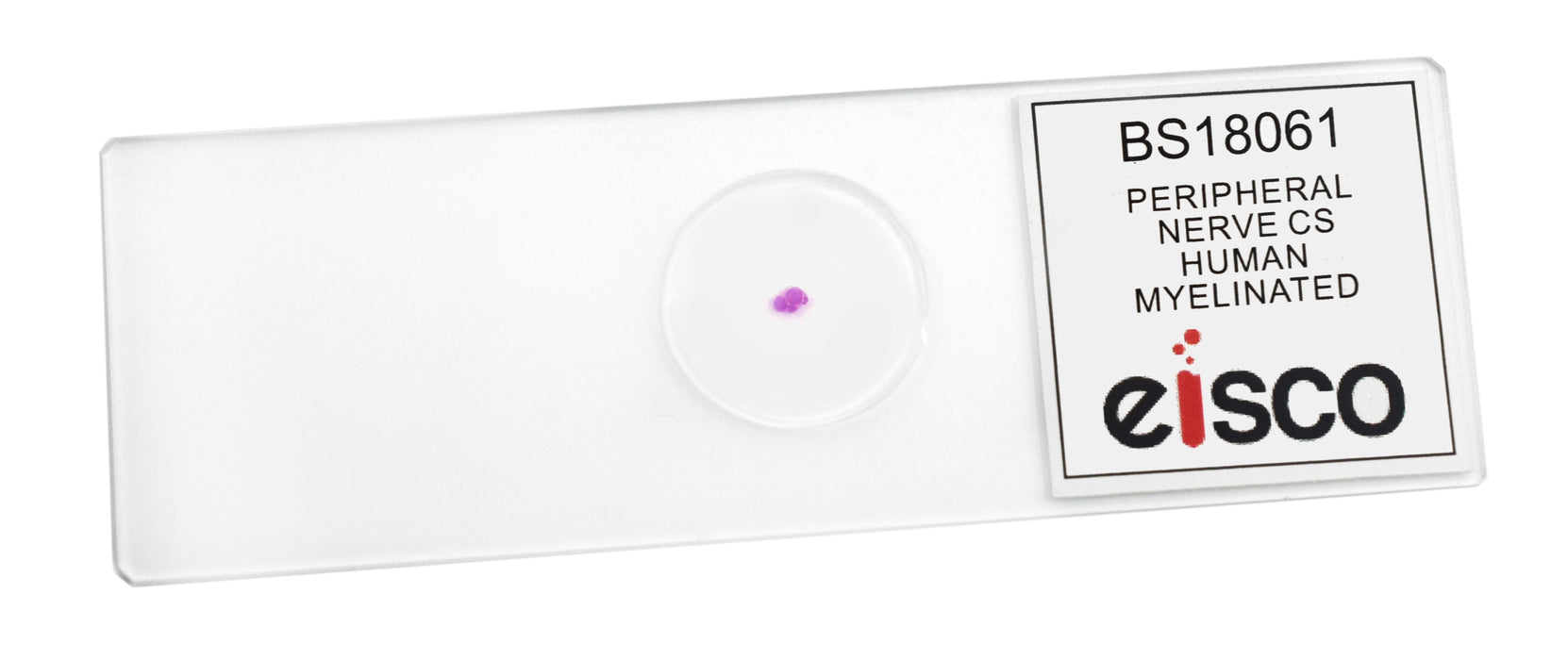 Peripheral Nerve - Prepared Microscope Slide