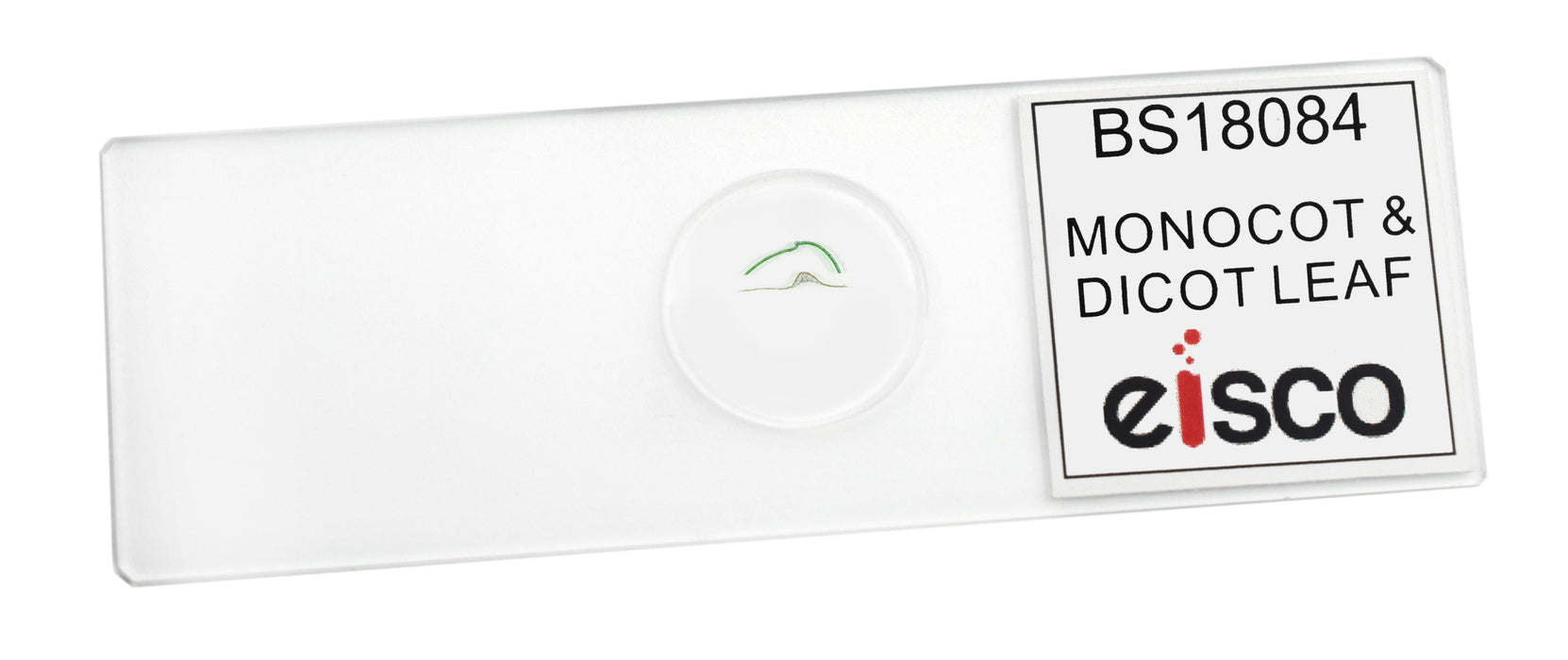 Monocot & Dicot Leaf - Prepared Microscope Slide