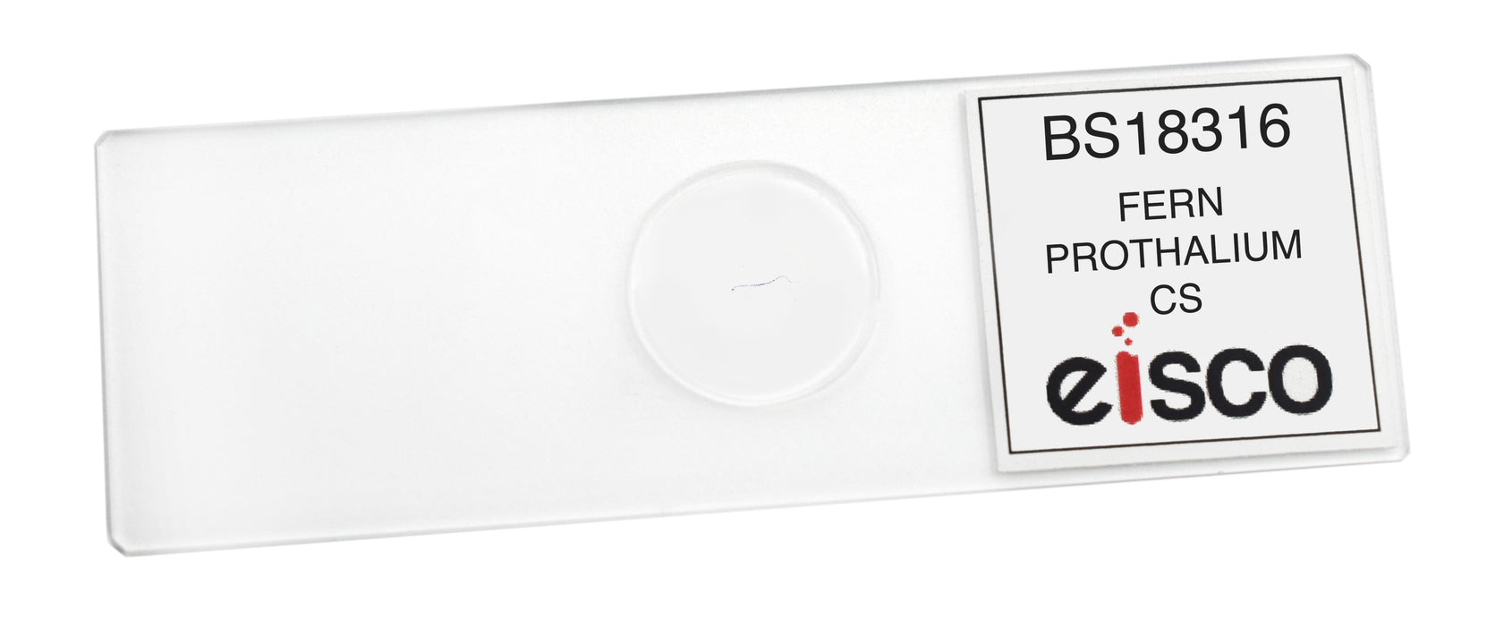 Fern Prothallium - Cross Section - Prepared Microscope Slide - 75x25mm