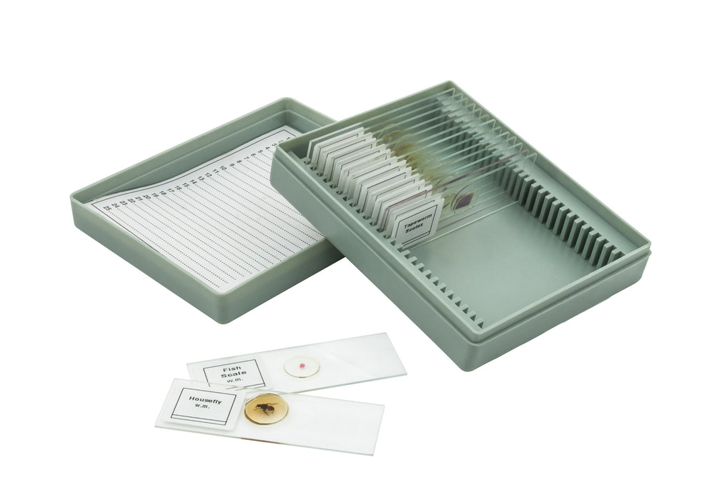 Microscope Slide Set Introductory Set No. VIII, Set of 15 Slides