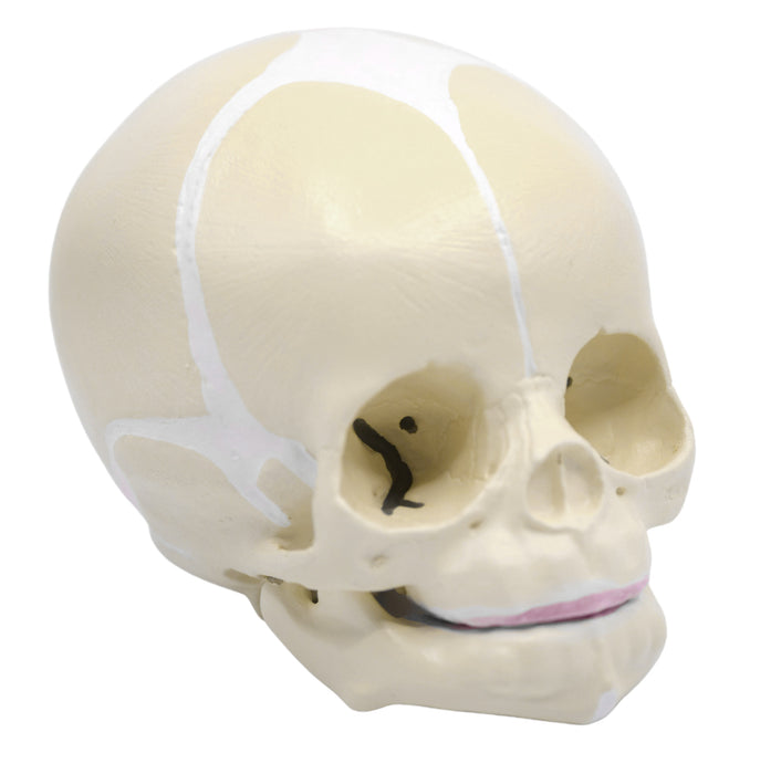 Infant Skull, Human Anatomical Model - Articulated Mandible