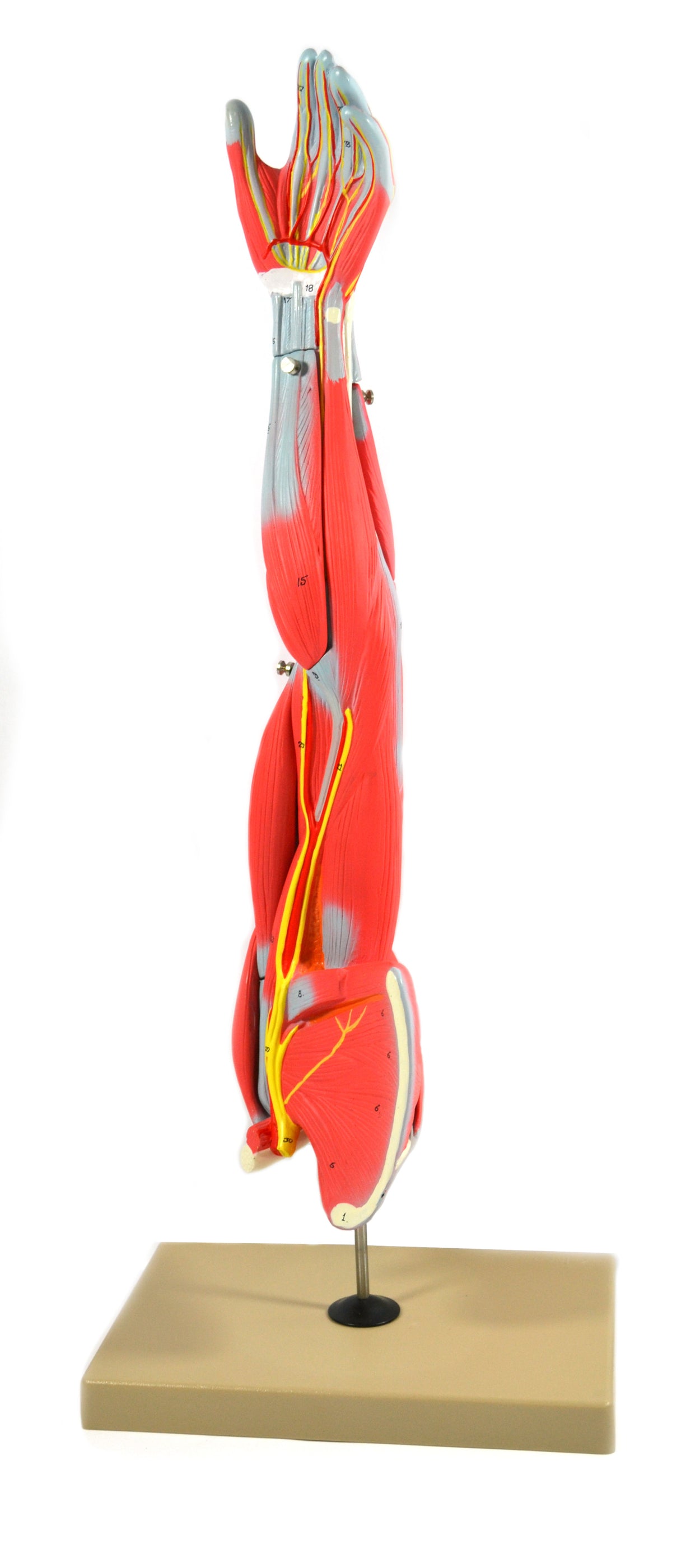 Eisco Labs Model Child's Arm with Removable Muscles on Display Stand ...