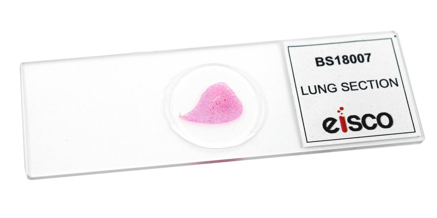 Lung Section - Prepared Microscope Slide