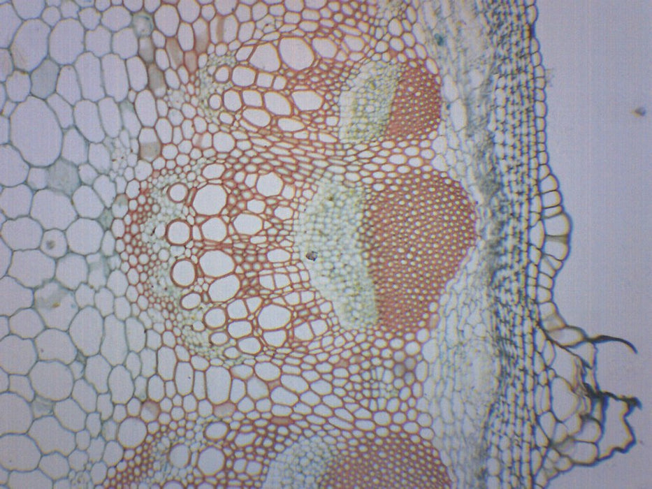 Dicot Stem - Cross Section - Prepared Microscope Slide