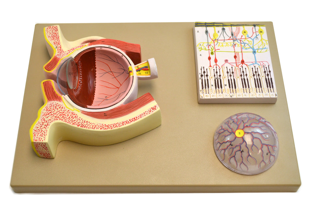 Eisco Labs Human Eye 5 Times - Sagittal cutaway model / Cross section
