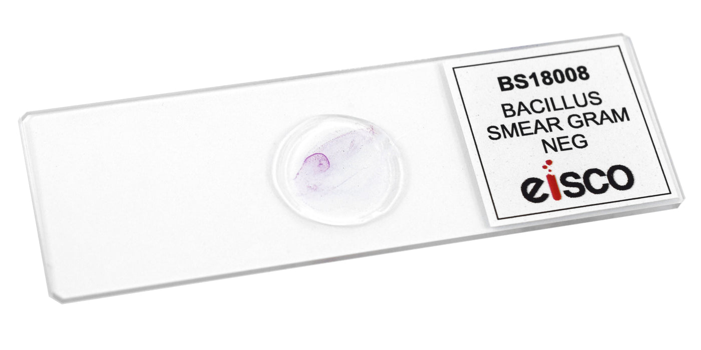 Bacillus Smear, Gram-Negative - Prepared Microscope Slide