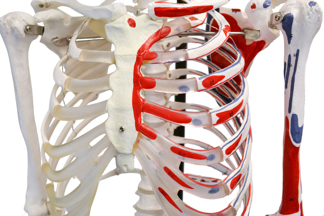 Human Muscular Skeleton Model - Left Side Painted Muscle Origins & Insertions - Hanging Stand with Rolling Base