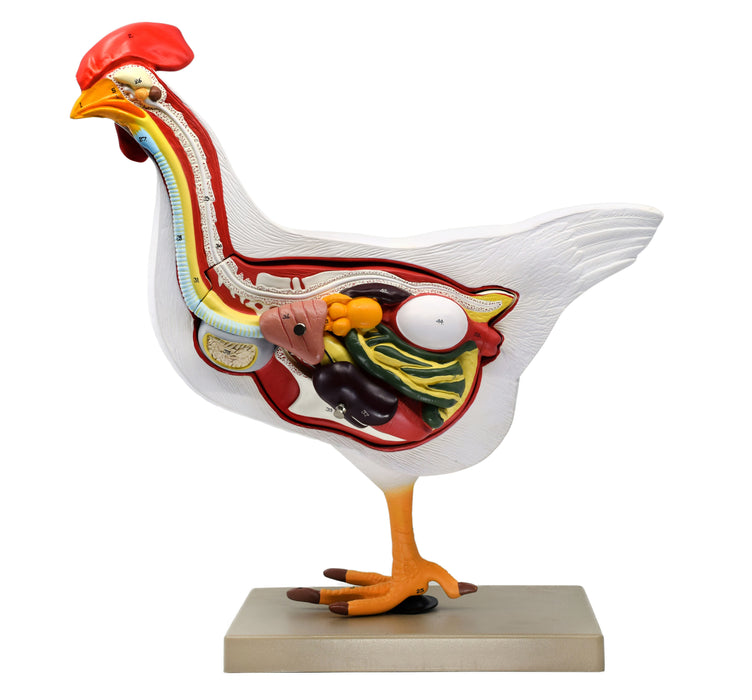 Chicken Anatomy Model, 6 Parts - Life Size