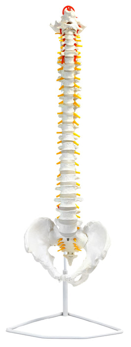 Human Spine Anatomical Model, Flexible - Medical Quality, Life Sized - 31.5" Height - Includes Complete Pelvis & Hanging Mount - Eisco Labs