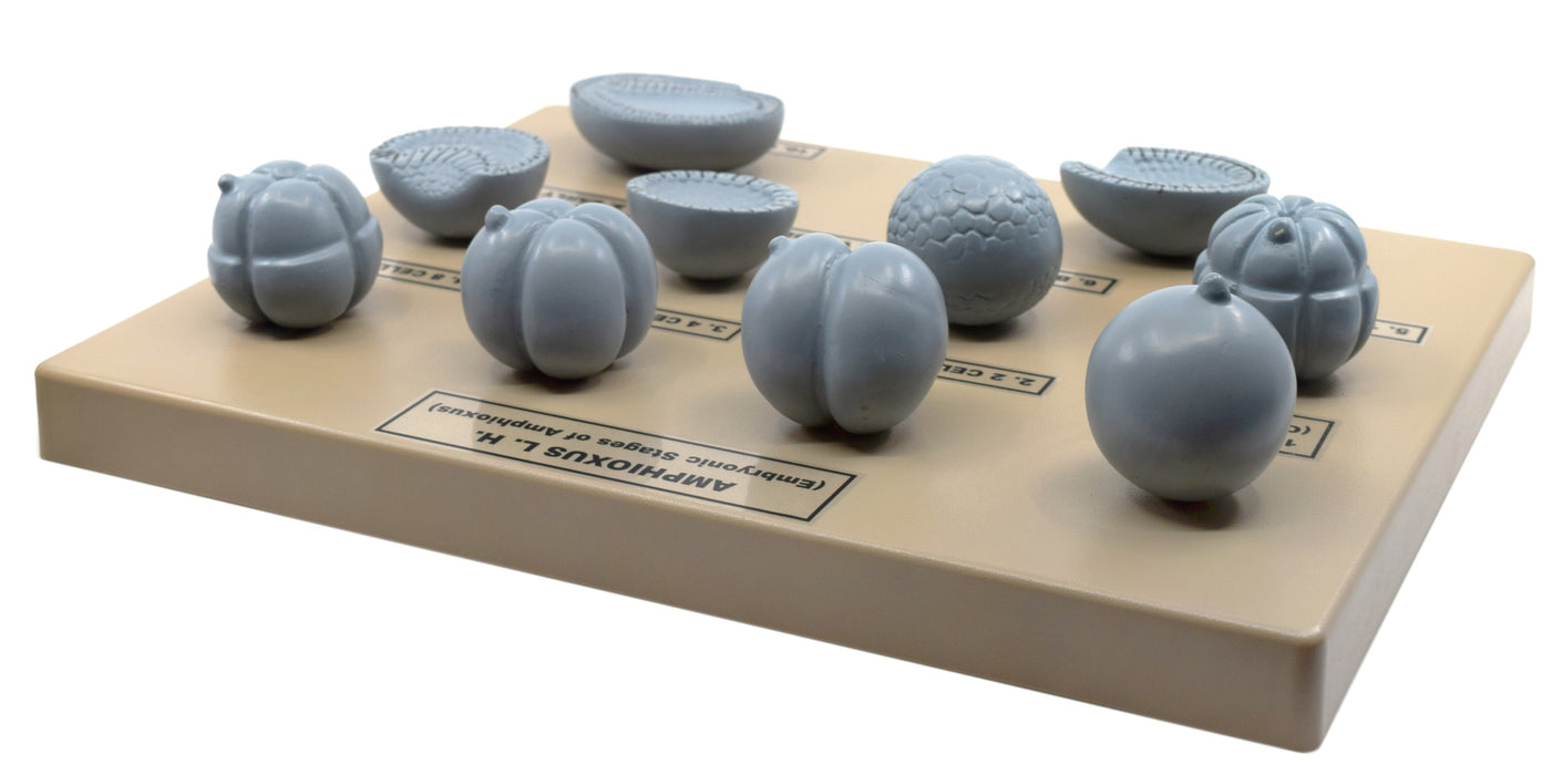 Amphioxus Embroynic Stages Model, 10 Inch - Features 10 Stages