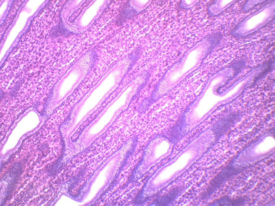 Simple Cuboidal Epithelium, Mammal - Prepared Microscope Slide