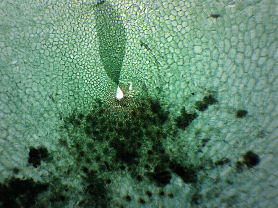 Fern Prothallium - Prepared Microscope Slide - 75x25mm