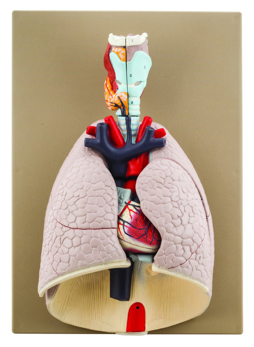 heart lungs anatomical model on base