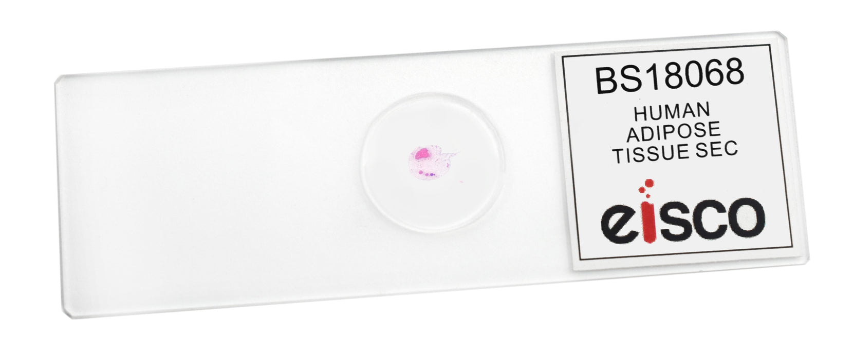 Adipose Tissue Section, Human - Prepared Microscope Slide