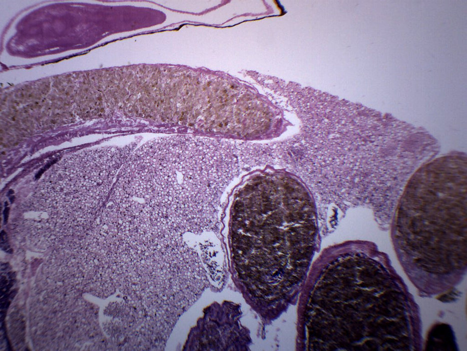 Tadpole Thorax Gills Region - Cross Section - Prepared Microscope Slide - 75x25mm