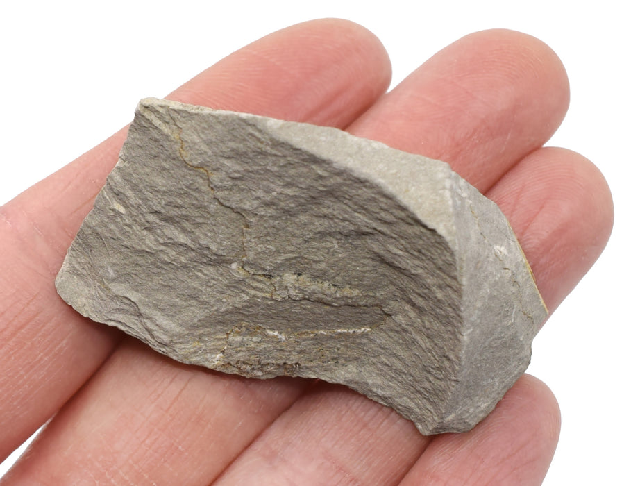 12 Pack - Raw Argillaceous Shale, Sedimentary Rock Specimens, ± 1" Each