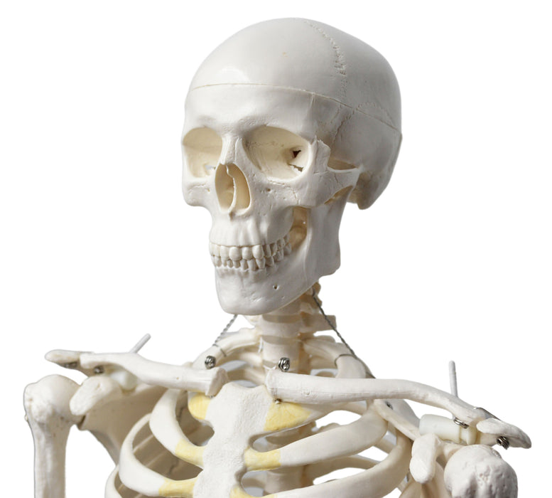 Human Skeleton Model, Half Size - Articulated Mandible - Rod Mounted