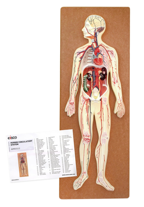 Human Circulatory System Model - Mounted on 32" x 12" Base
