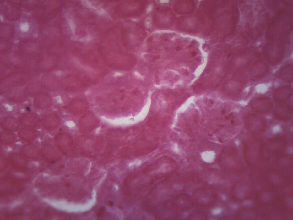 Kidney Of Cat - Prepared Microscope Slide - 75x25mm