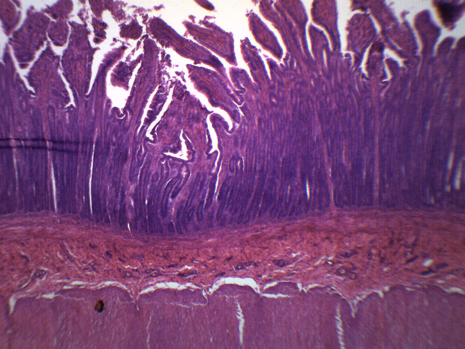 Duodenum - Prepared Microscope Slide - 75x25mm
