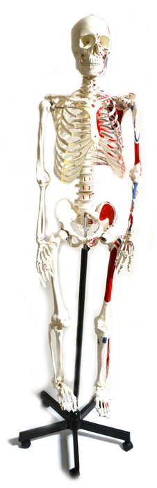 Human Skeleton Model, Full Size - Painted Muscles - Rod Mounted