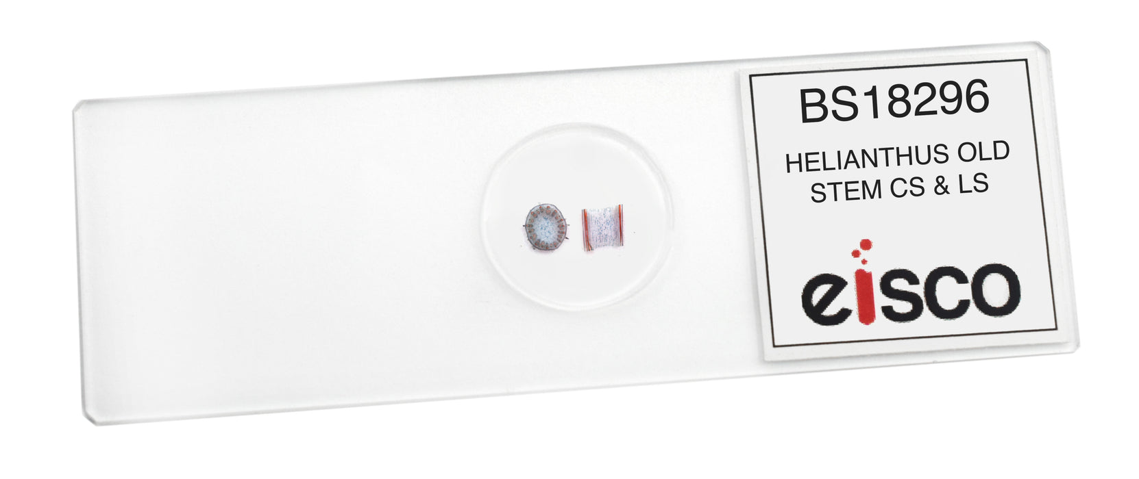 Helianthus, Old Stem - Cross Section & Longitudinal Section - Prepared Microscope Slide - 75x25mm