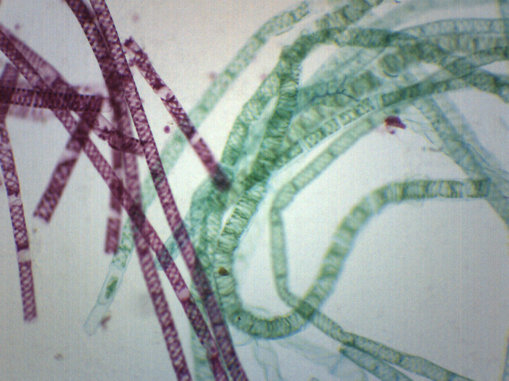 Vegetative Spirogyra - Prepared Microscope Slide - 75x25mm — hBARSCI