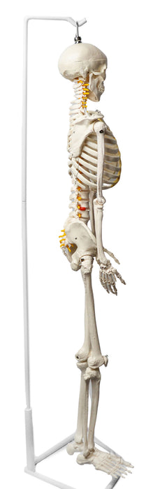 Human Skeleton Model, Half Size - With Nerve Endings - Hanging Mount