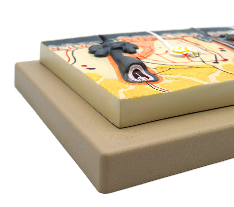 Eisco Labs Human Skin Model, Enlarged 70 Times, Hand Painted