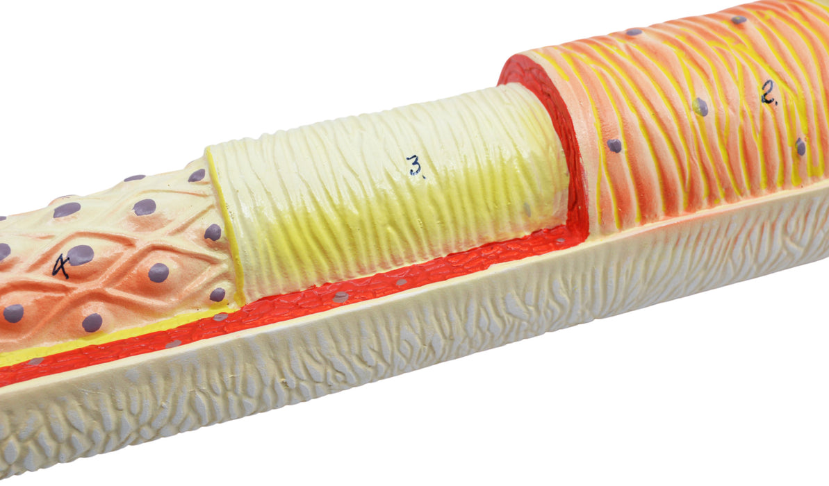 3 Piece Artery, Vein and Capillary Model Set, 13 Inch - Enlarged