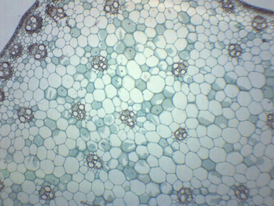 Monocot Stem - Prepared Microscope Slide