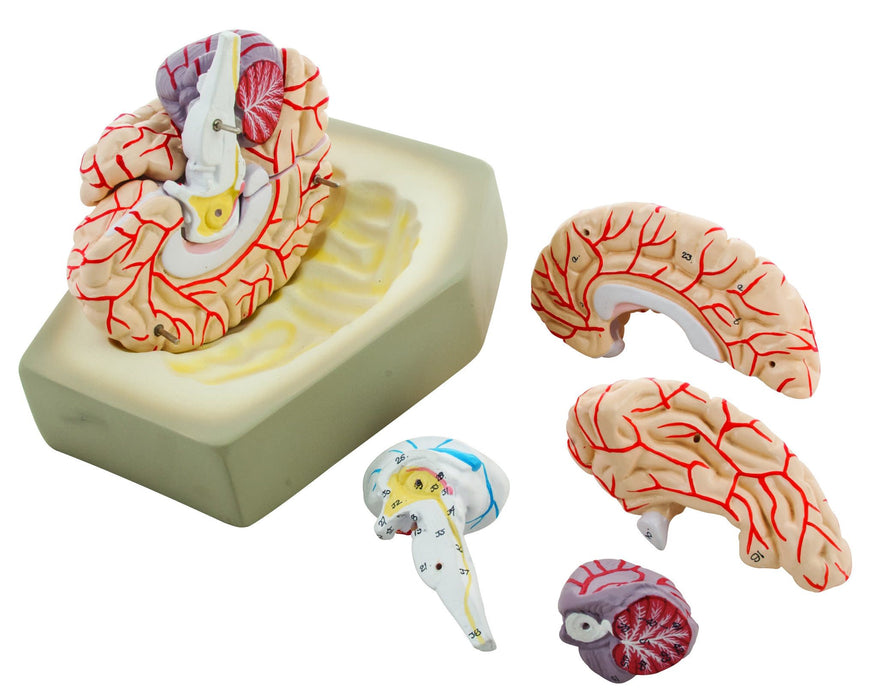 Eisco Labs Life size Human Brain Model with Arteries - 8 parts with Stand